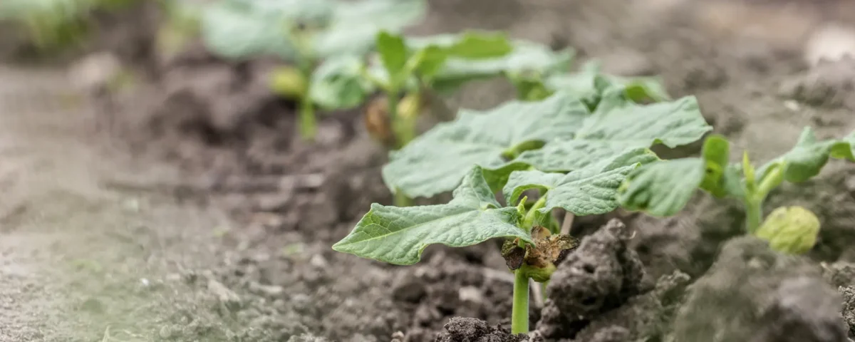 Bioestimulantes agrícolas LUQSA