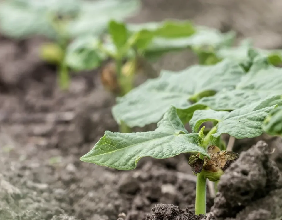 Bioestimulantes agrícolas LUQSA