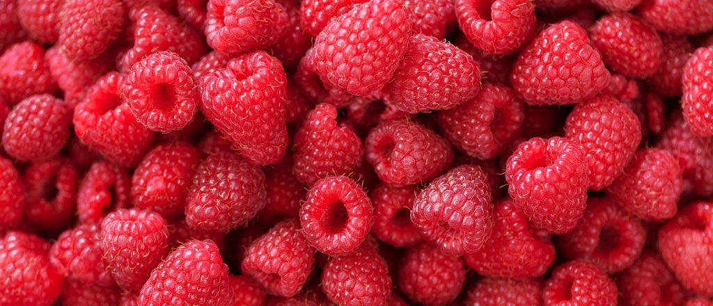 Ensayo y Resultados del Brotoluq