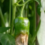 Carencia de calcio en cultivos de pimiento verde