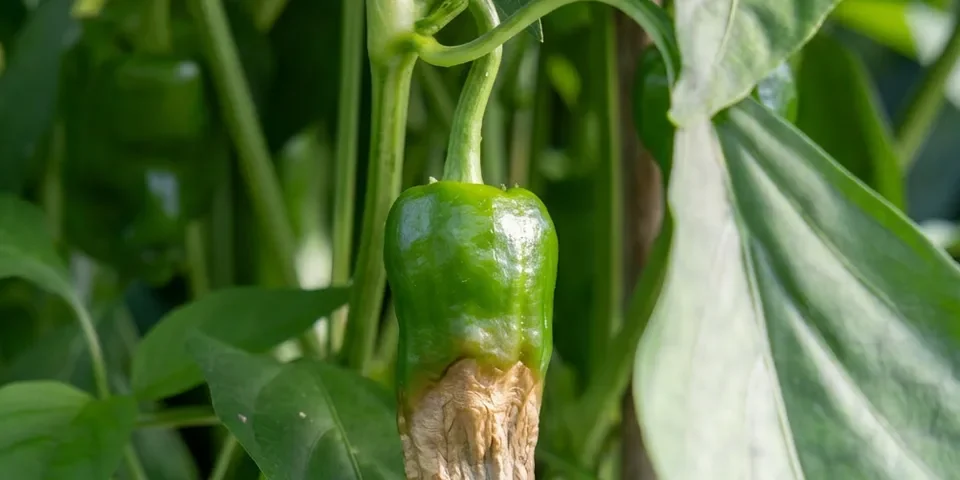 Carencia de calcio en cultivos de pimiento verde