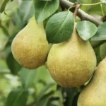 Fungicida kresoxim-metil KLINGON