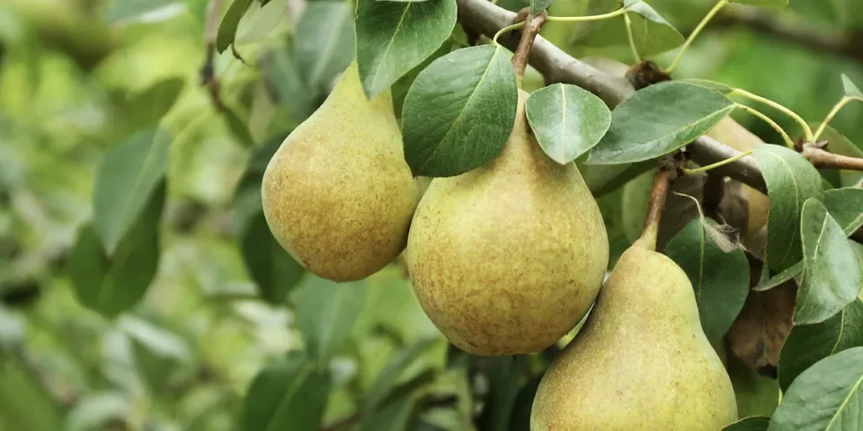 Fungicida kresoxim-metil KLINGON