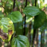 Hojas enfermas y deformadas de las plantas
