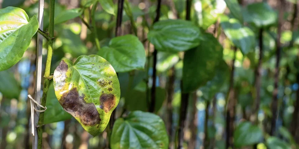 Hojas enfermas y deformadas de las plantas