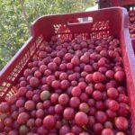 Estudio de la eficacia de LUQSAGRO en tomates