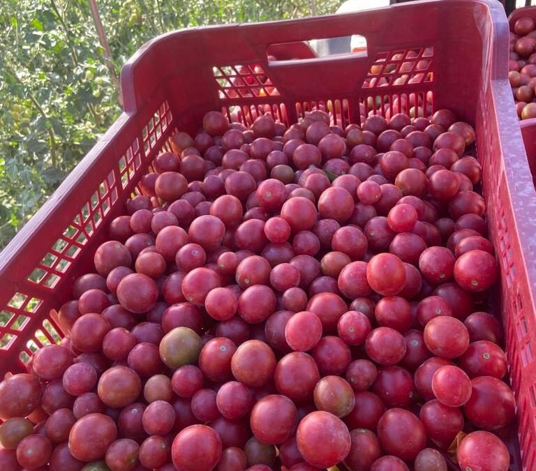 Estudio de la eficacia de LUQSAGRO en tomates