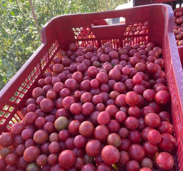 Estudio de la eficacia de LUQSAGRO en tomates