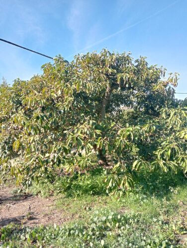 Grandes expectativas en la cosecha del aguacate gracias a LUQSAGRO