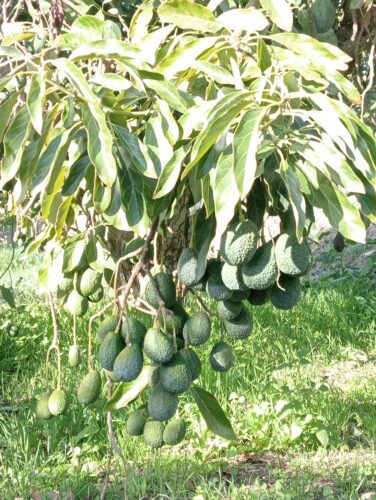 Grandes expectativas en la cosecha del aguacate gracias a LUQSAGRO
