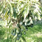 Grandes expectativas en la cosecha del aguacate gracias a LUQSAGRO