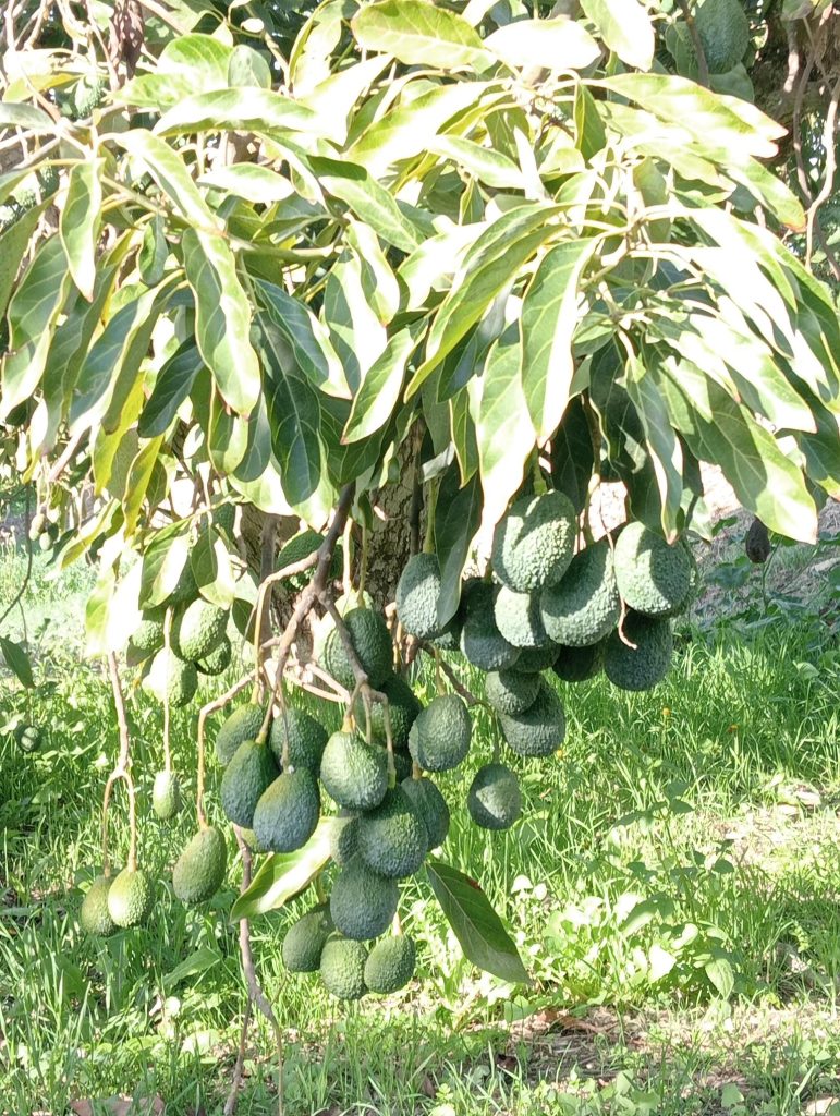 Grandes expectativas en la cosecha del aguacate gracias a LUQSAGRO