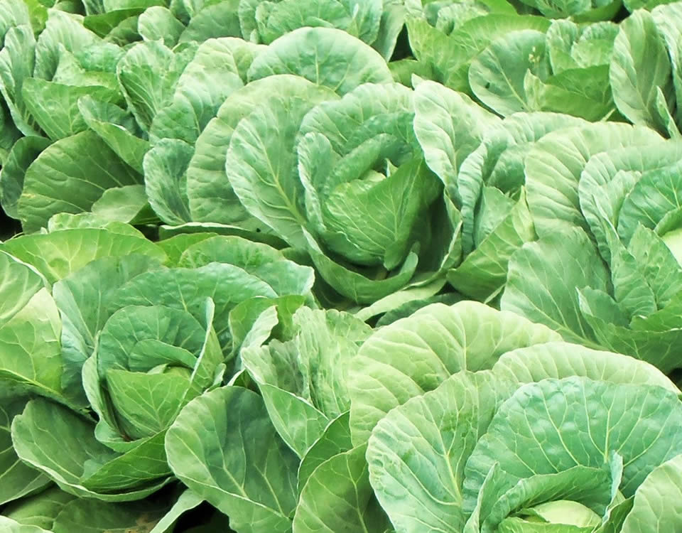 Correctores de calcio