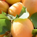 albaricoque