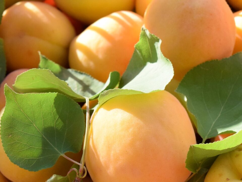albaricoque