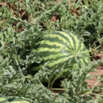 Uso de bioestimulantes en sandía