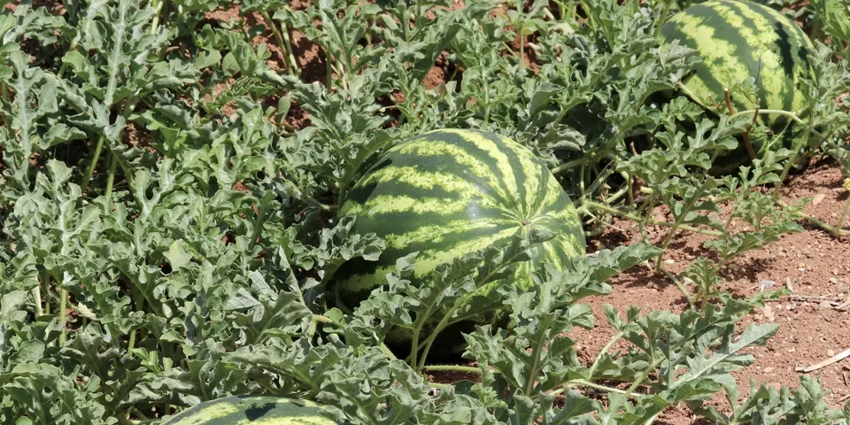 Uso de bioestimulantes en sandía