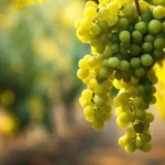 Uvas y vid. Consejos botrytis