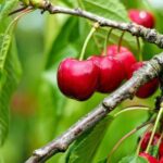 Ensayo y Resultados del Citrusluq S