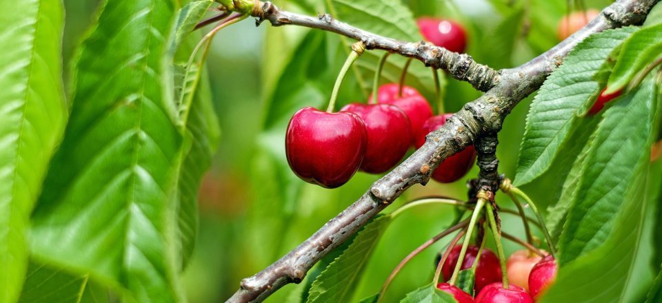 Ensayo y Resultados del Citrusluq S