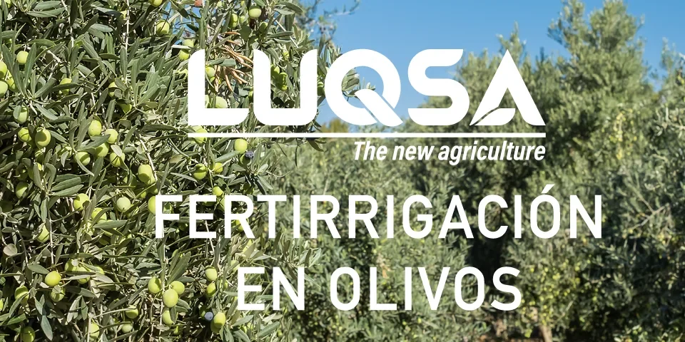 Fertirrigación del olivo cómo ajustar la nutrición