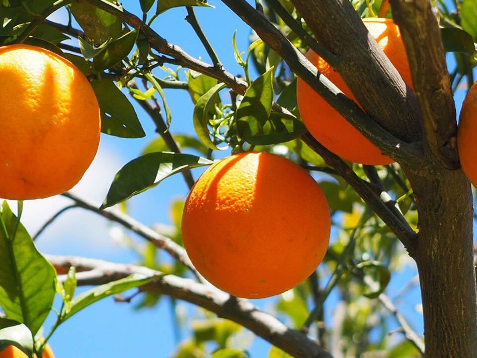 correctores de calcio