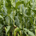 NPK LÍQUIDOS CLAROS (L.T.)