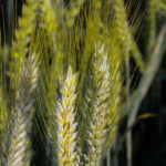 NPK LÍQUIDOS CLAROS NEUTROS (L.N.)