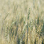 NPK LÍQUIDOS CLAROS SIN CLORUROS (L.G.V)