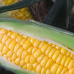 NPK LÍQUIDOS CLAROS CON MICROS (L.G.)