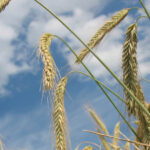 LÍQUIDOS COMPLEMENTARIOS (BIN. Y SIMP.)