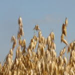 NEUTROS SIN FILTAR (SUSPENSIONES) (L.N.S.F.)