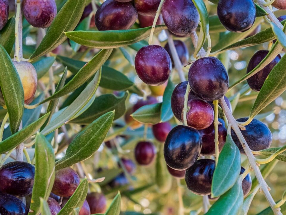 Olivas