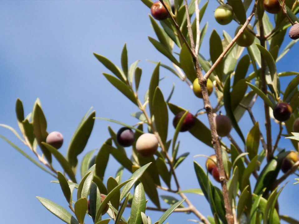 Olivas