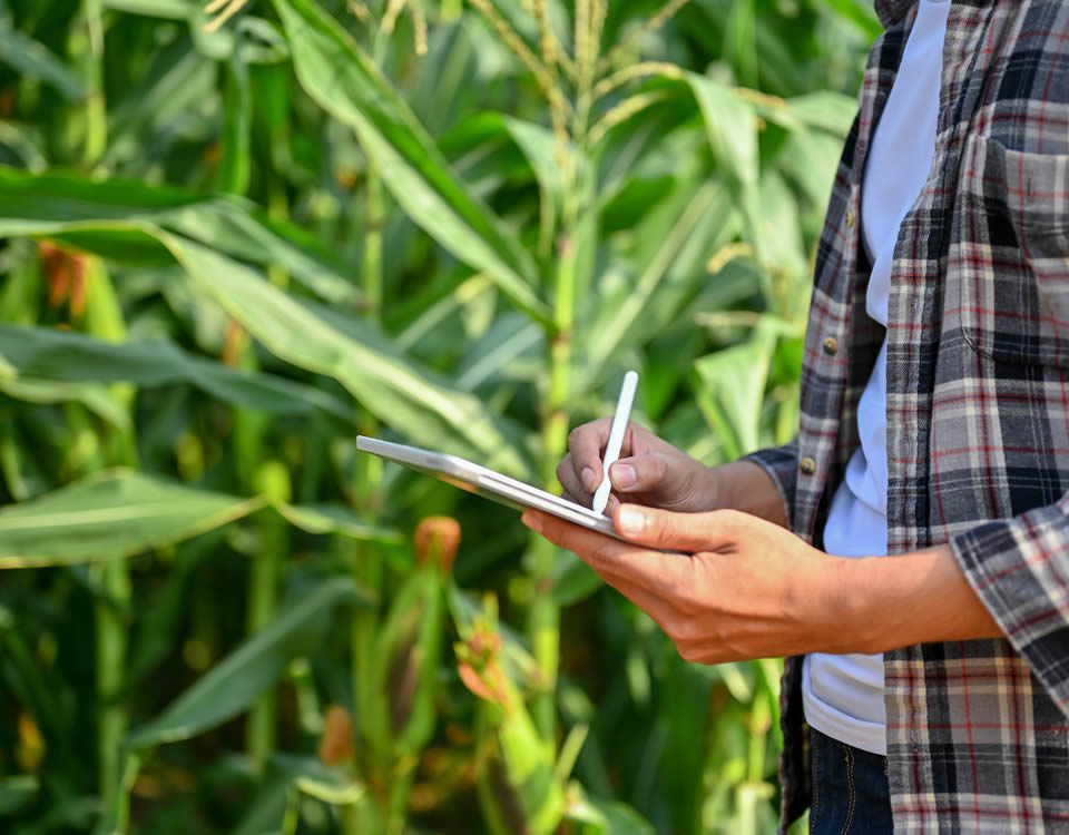 Correctores de magnesio