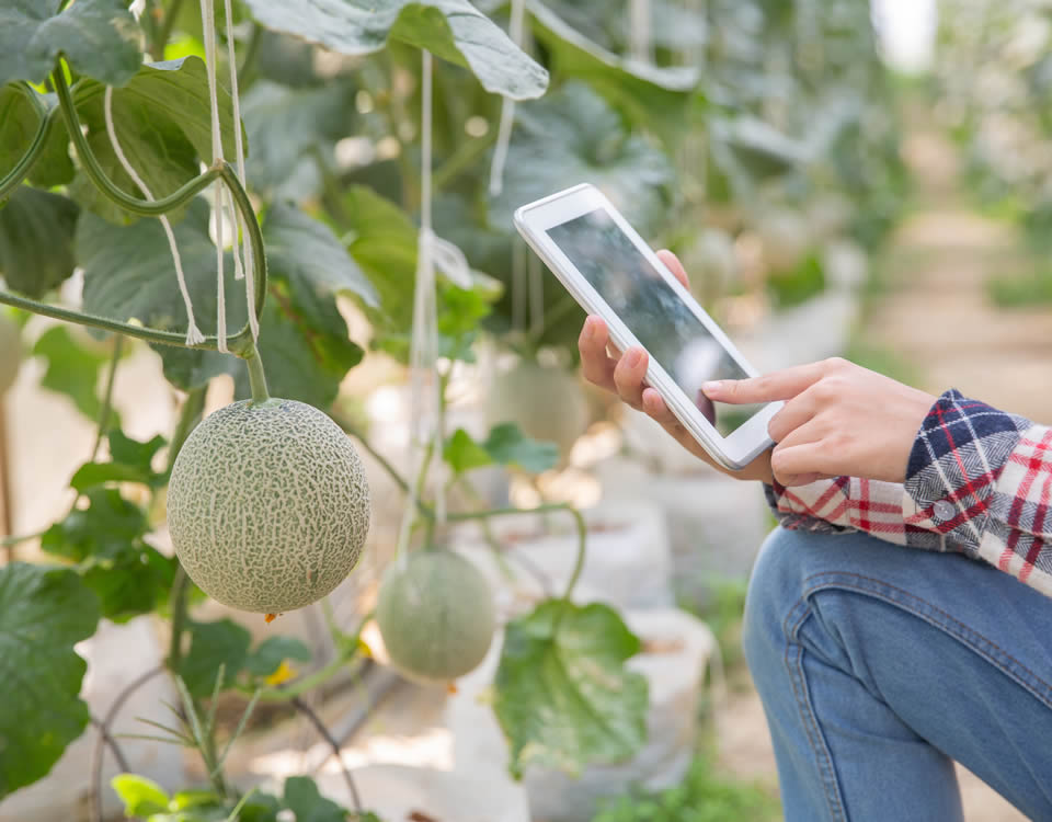 Fertilizantes y correctores